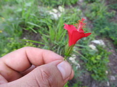 Hibiscus poeppigii