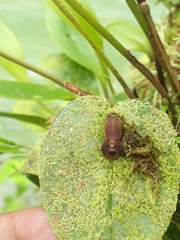 Pleurothallis cordata
