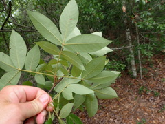 Carya pallida