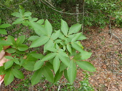 Carya pallida