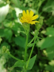 Crepis lyrata