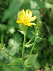 Crepis lyrata