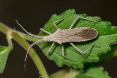 Chariesterus antennator