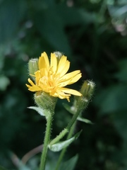Crepis lyrata