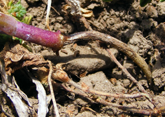 Rhizoctonia solani
