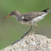Spotted Sandpiper - Photo (c) Kenneth Cole Schneider, some rights reserved (CC BY-NC-SA)