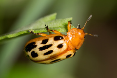 Chrysomela texana