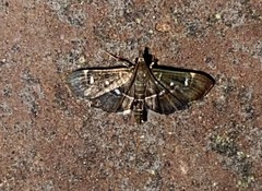 Diathrausta harlequinalis