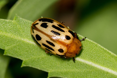 Chrysomela texana