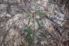 Croton argyranthemus