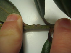 Lecanochiton actites