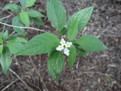Lantana canescens