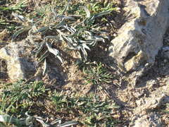 Convolvulus lineatus