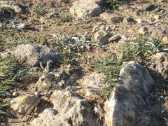 Convolvulus lineatus