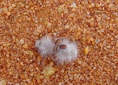 Ephutomorpha fulvocrinita