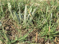 Convolvulus lineatus