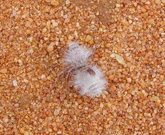 Ephutomorpha fulvocrinita