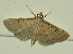 Pleuroptya symphonodes