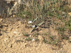 Convolvulus lineatus