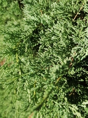 Juniperus pseudosabina