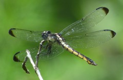Libellula vibrans