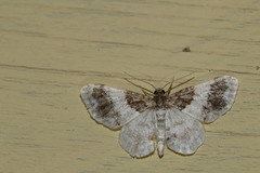 Hydrelia condensata