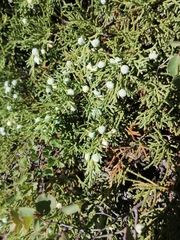 Juniperus pseudosabina