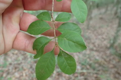 Forestiera ligustrina