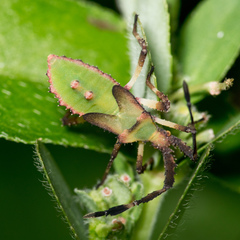 Chariesterus antennator
