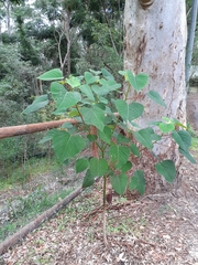 Homalanthus populifolius