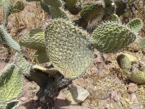 Image of Opuntia durangensis by (c) Norma Piedra, some rights reserved (CC BY)