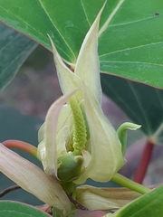 Homalanthus populifolius