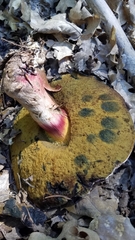 Caloboletus rubripes