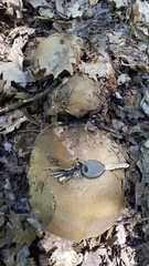 Caloboletus rubripes