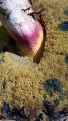 Caloboletus rubripes