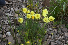 Papaver angustifolium