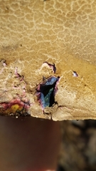 Caloboletus rubripes