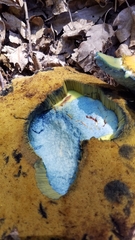 Caloboletus rubripes