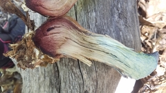 Caloboletus rubripes