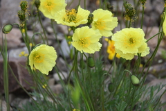 Papaver angustifolium