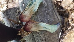 Caloboletus rubripes