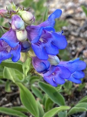 Penstemon glaber