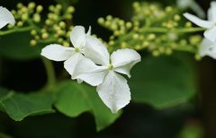 Hydrangea scandens