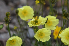 Papaver angustifolium