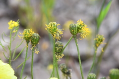 Papaver angustifolium