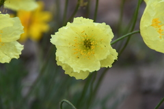 Papaver angustifolium
