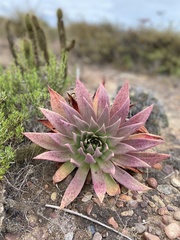 Dudleya ingens