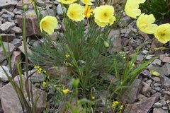 Papaver angustifolium