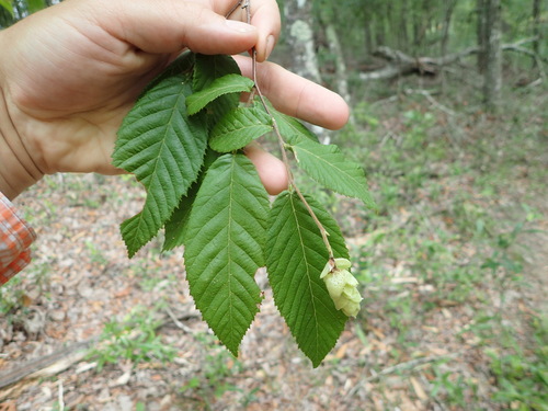 Ostrya virginiana image