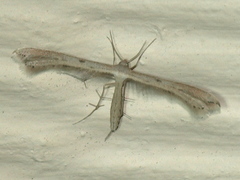 Exelastis pumilio
